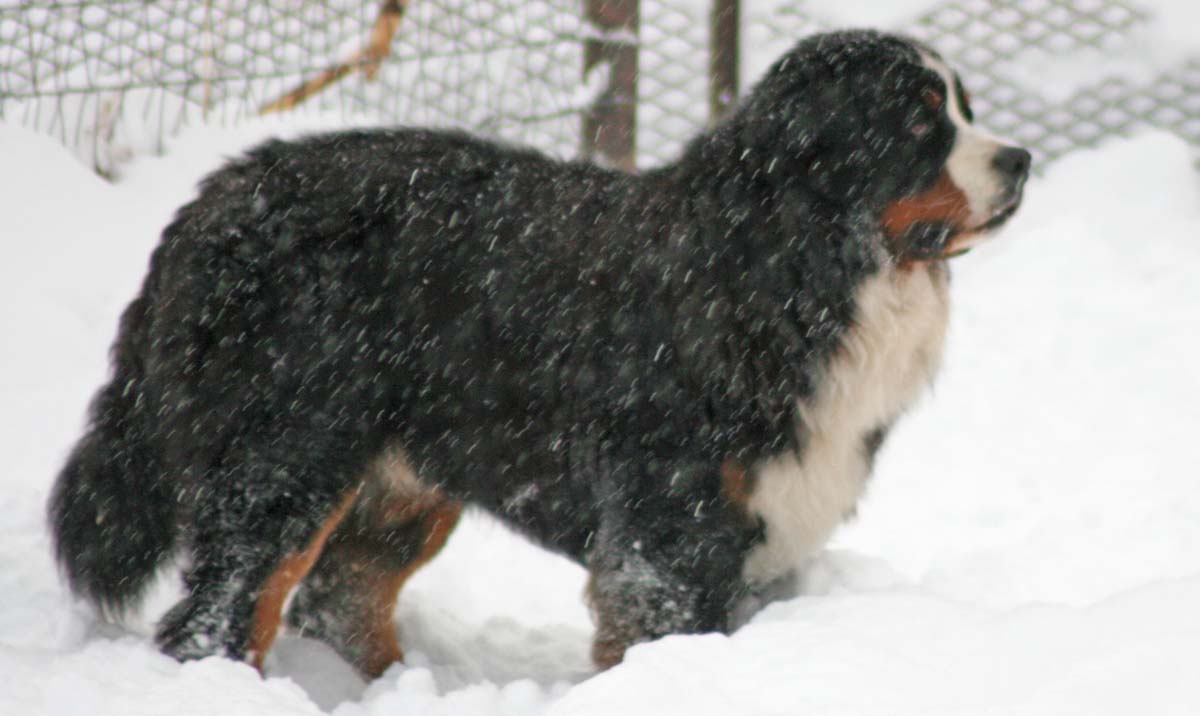 Bernese Beowulf